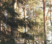 ОСЗ 37 кв м Марий Эл, Звениговский, Мари-Луговая, 1